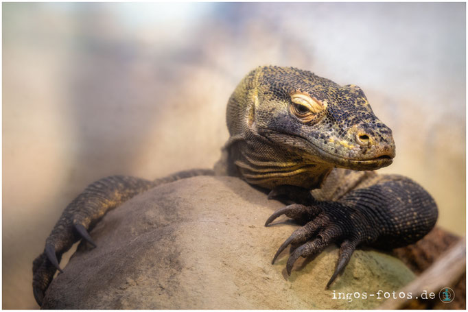 Komodowaran, Zoo Frankfurt