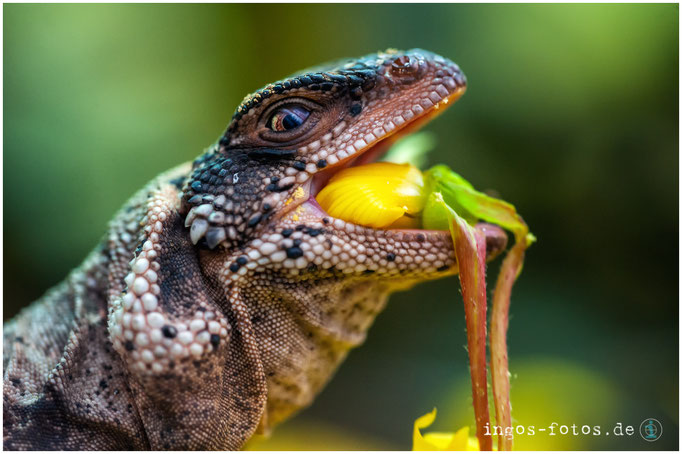 Vegetarischer Drache - Chuckwalla, Zoo Frankfurt