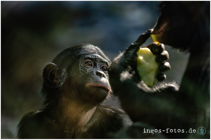 Bonobo, Zoo Frankfurt