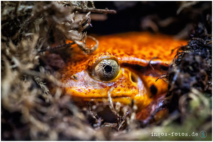 Tomatenfrosch, Zoo Frankfurt