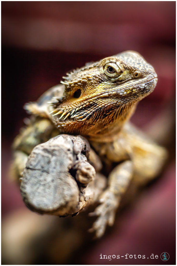 Bartagame, Zoo Frankfurt