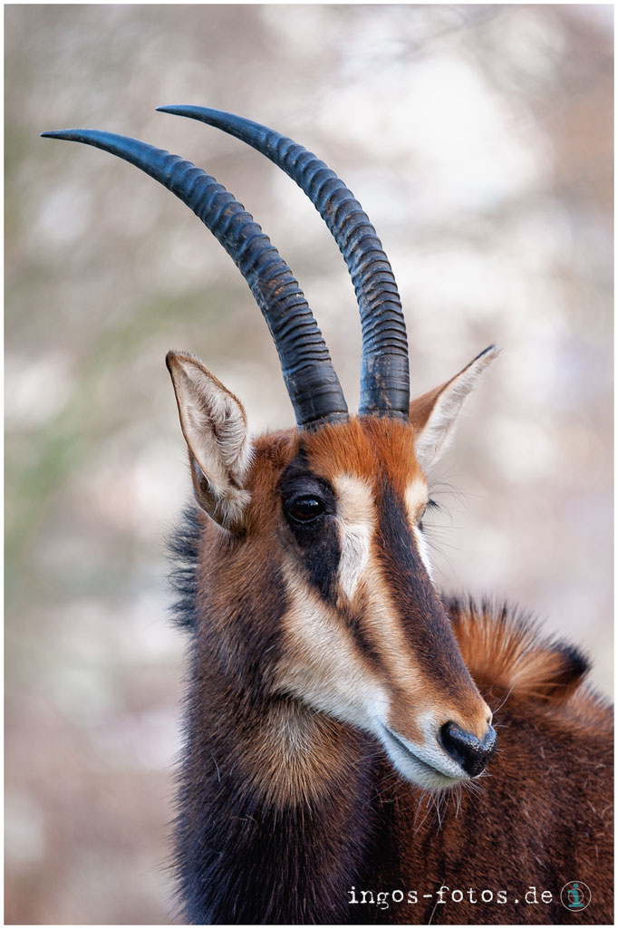 Rappenantilope, Zoo Frankfurt