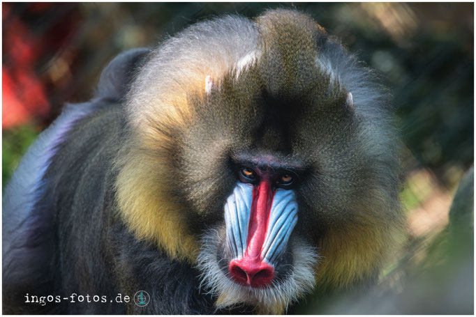 Mandrill. Mit freundlicher Genehmigung von Hagenbeck