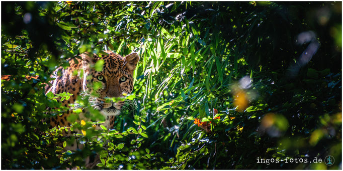 Nordchinesischer Leopard  - mit freundlicher Genehmigung von Hagenbeck