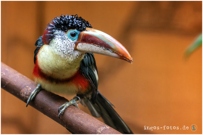 Barocker Vogel - Krauskopfarassari, Weltvogelpark Walsrode