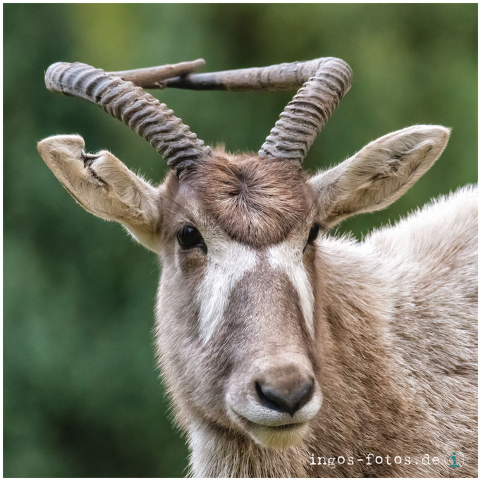 Addax Antilope, Zoo Frankfurt