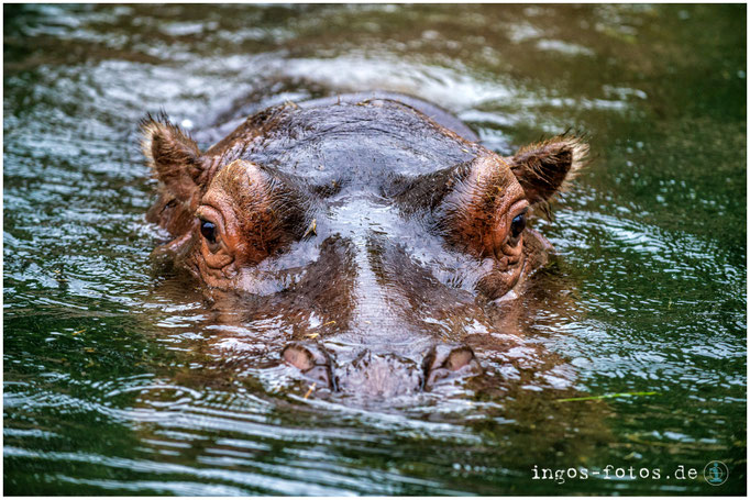 Flusspferd, Zoo Frankfurt