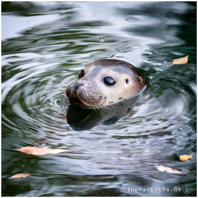 Seehund, Zoo Frankfurt