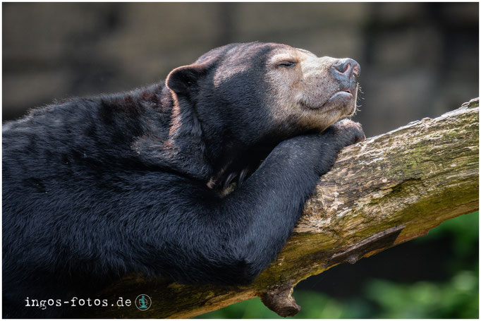Probiers mal mit Gemütlichkeit - Malaienbär, Royal Burgers’ Zoo, Arnheim