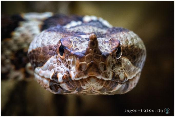 Hornviper, Zoo Frankfurt