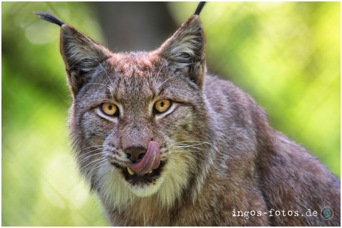 Europäischer Luchs, Wildpark "Alte Fasanerie", Hanau