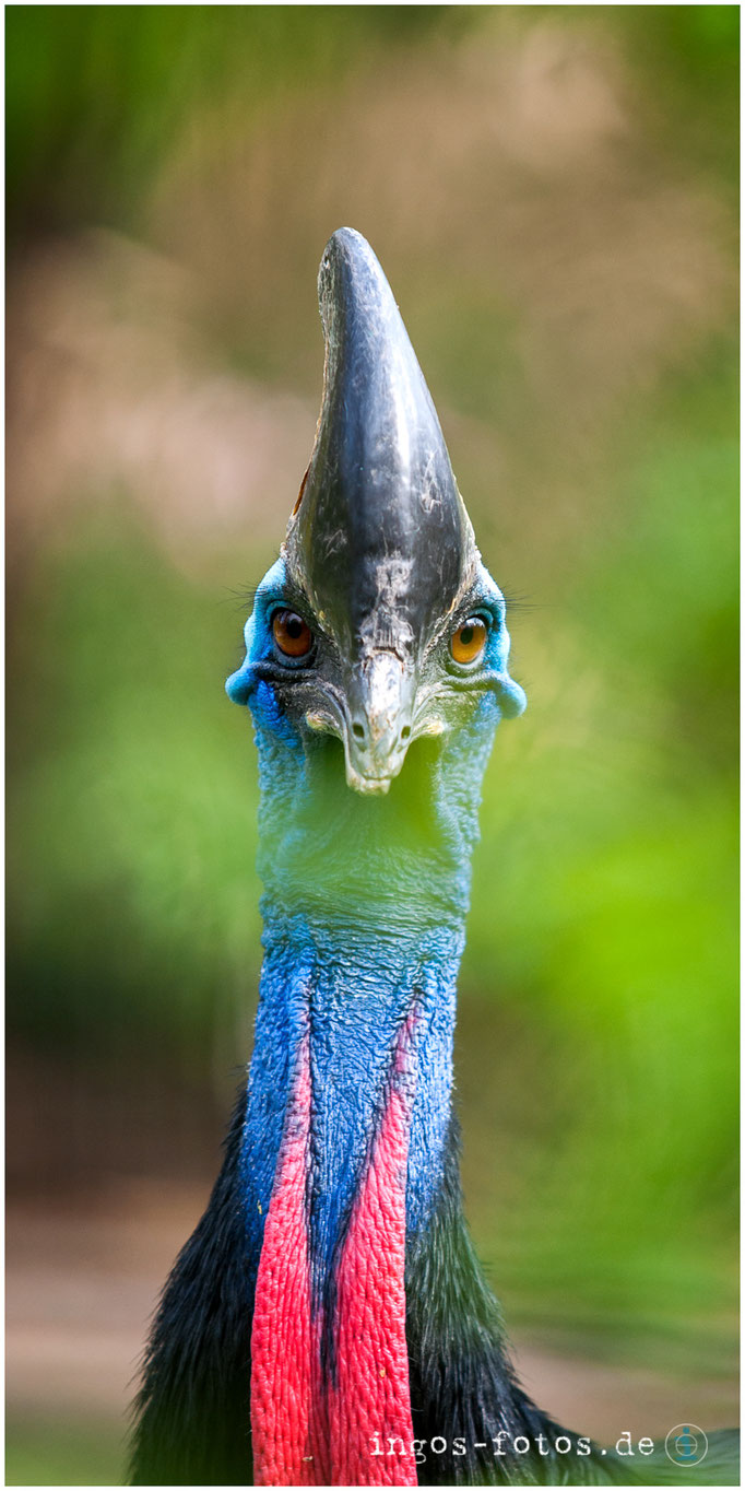 Helmkasuar, Zoo Frankfurt