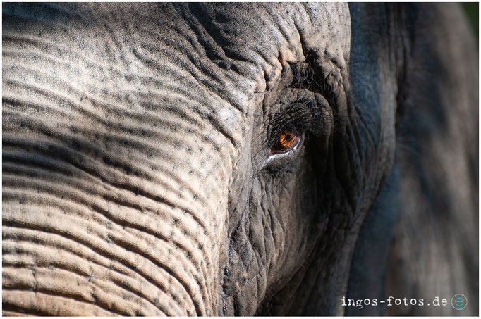 Indischer Elefant - mit freundlicher Genehmigung von Hagenbeck