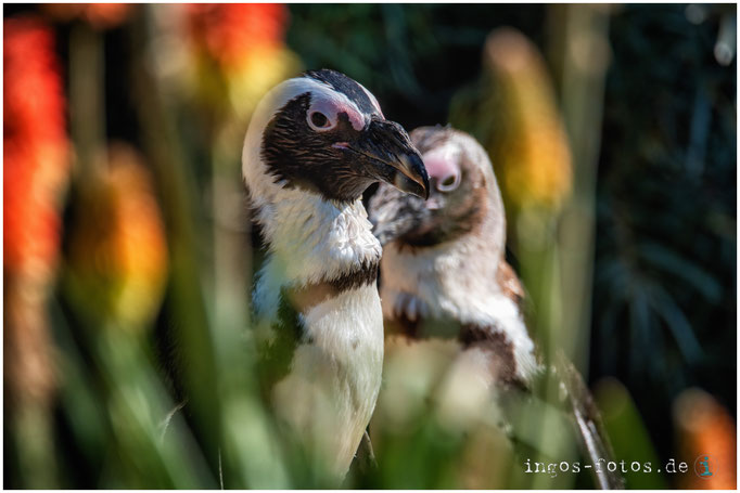 Brillenpinguin, Opelzoo, Kronberg