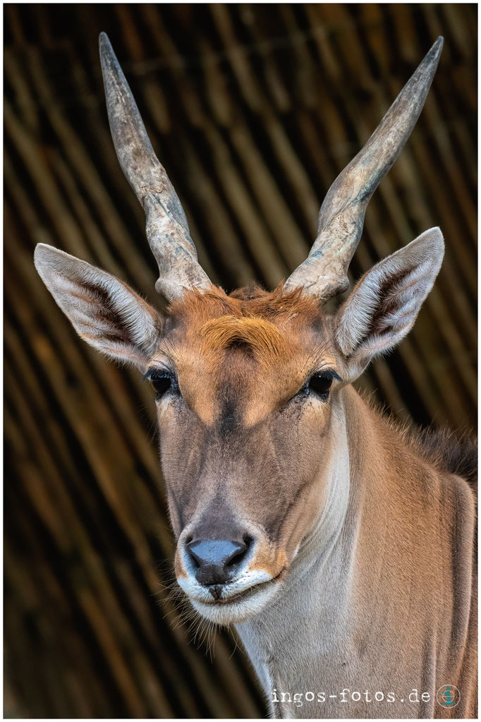 Elen Antilope, Erlebnis-Zoo Hannover