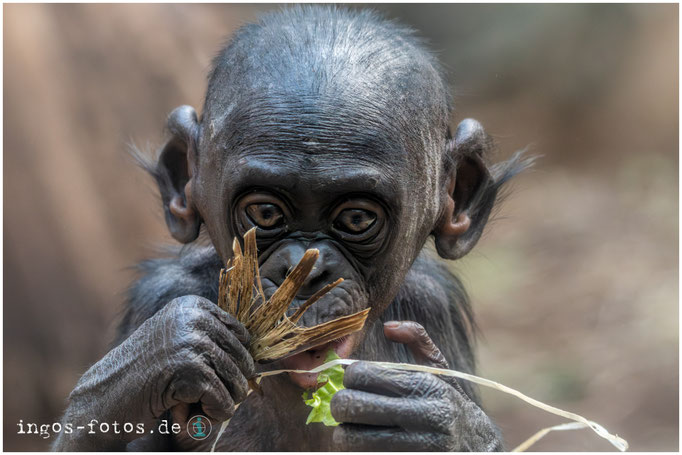 Bonobo, Zoo Frankfurt