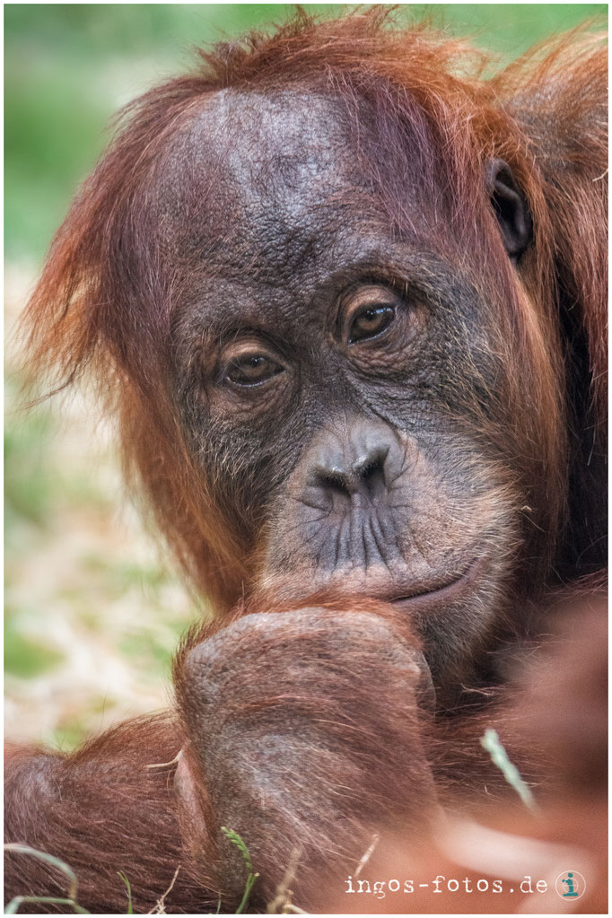 Wer betrachtet hier wen? - Orang Utan, Zoo Frankfurt