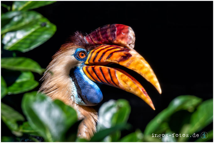 Helmhornvogel, Weltvogelpark Walsrode