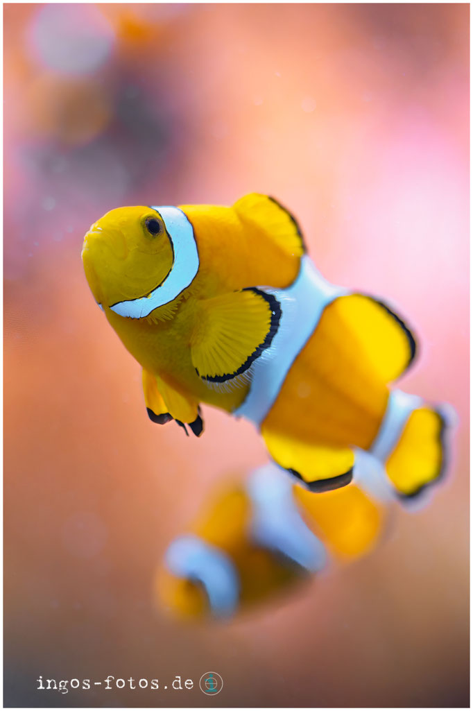 Anemonenfisch (...und nicht der Nemo), Zoo Frankfurt