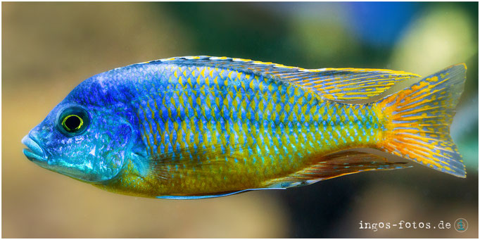 Buntbarsch, Zoo Leipzig