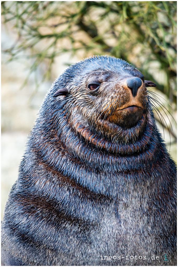 Im Stile Ludwigs des XIV - Zwergseebär, Zoo Frankfurt