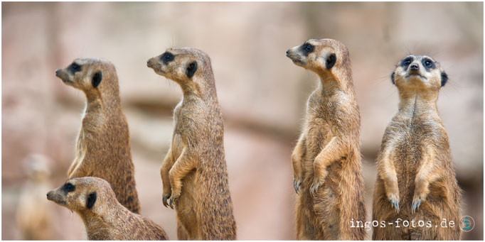 Erdmännchen, Zoo Duisburg