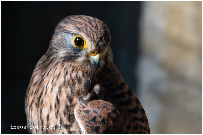 Falke, Weltvogelpark Walsrode