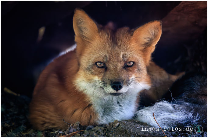 Rotfuchs, Fasanerie Wiesbaden