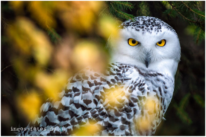 Schnee-Eule, Zoo Frankfurt