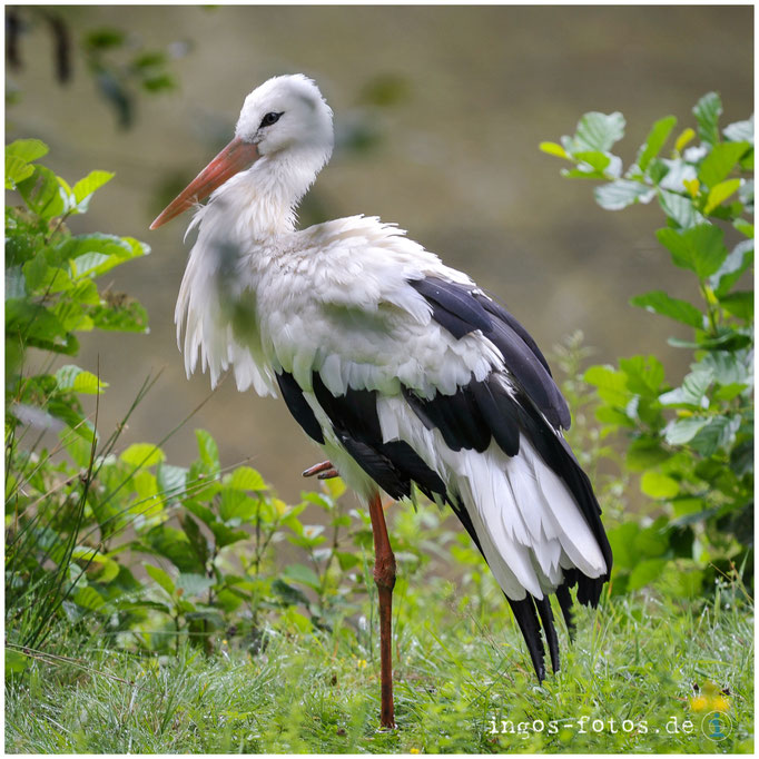 Weissstorch, Tierpark Sababurg