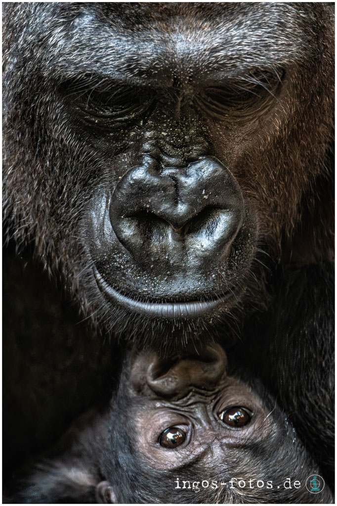 Gorillas, Zoo Frankfurt