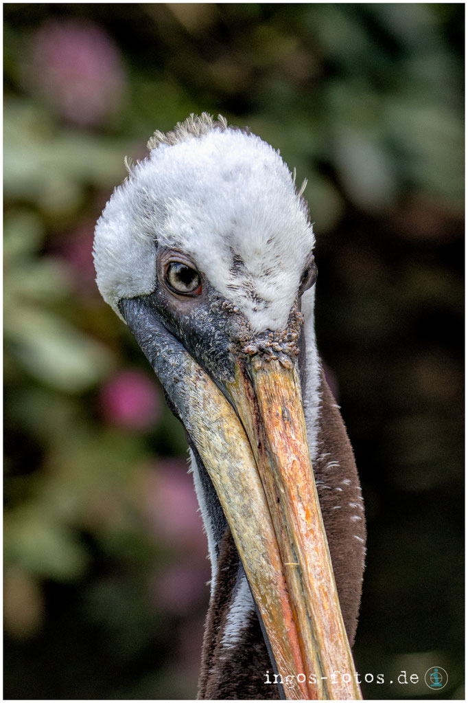 Pelikan, Weltvogelpark Walsrode