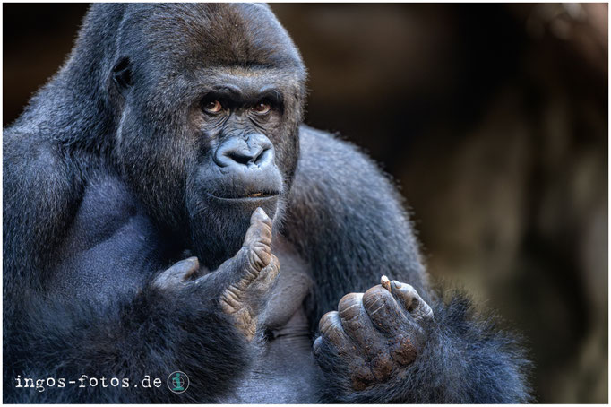 Gorilla "Viatu", Zoo Frankfurt