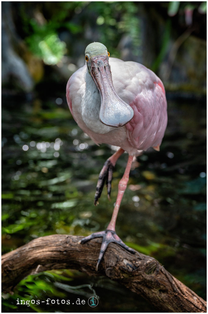 Rosalöffler, Florida Aquarium, Tampa, FL, USA