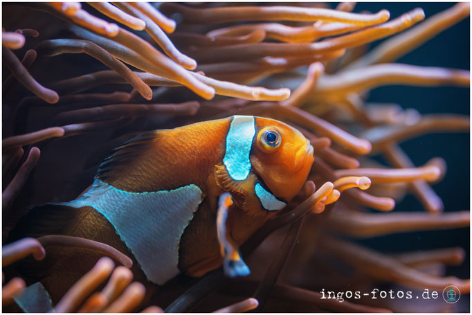 Anemonenfisch, Zoo Köln