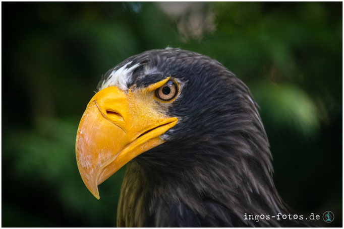 Riesenseeadler, Weltvogelpark Walsrode