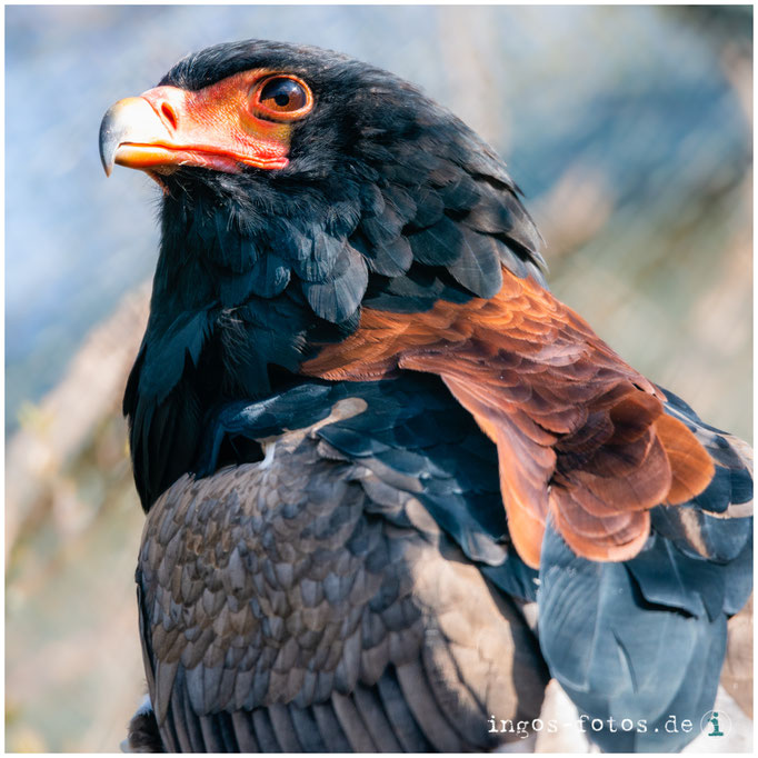 Gaukler, Zoo Frankfurt