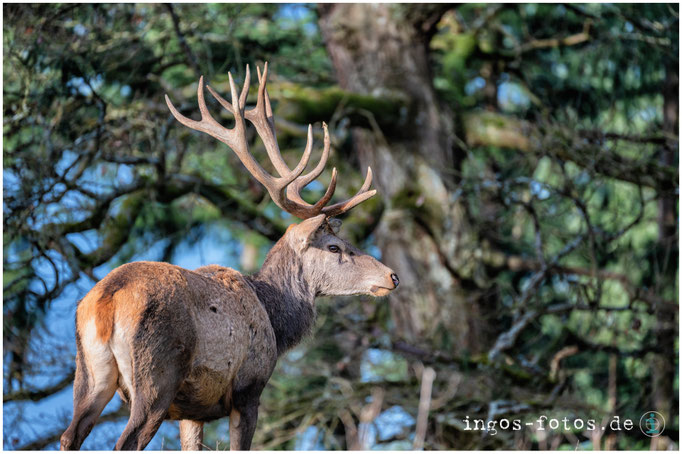 Rothirsch, WildtierPark Edersee