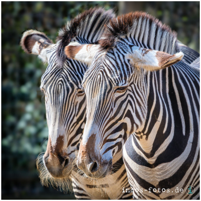 Grévyzebras, Zoo Frankfurt
