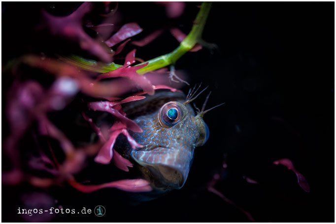 Schleimfisch, Zoo Frankfurt