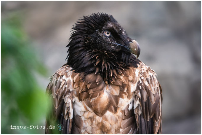 Bartgeier, Zoo Frankfurt