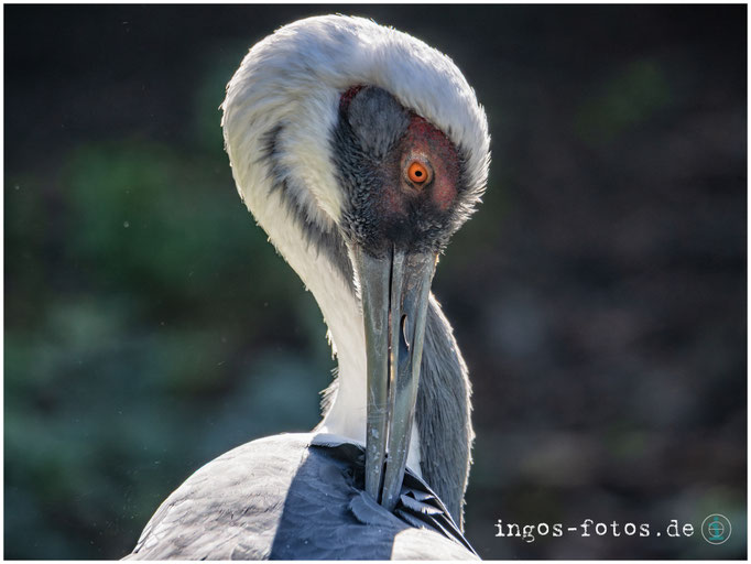 Kranich, Weltvogelpark Walsrode
