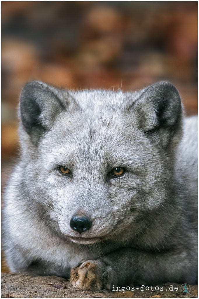 Polarfuchs, Zoo Osnabrück