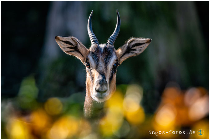 Mhorr-Gazelle, Zoo Frankfurt