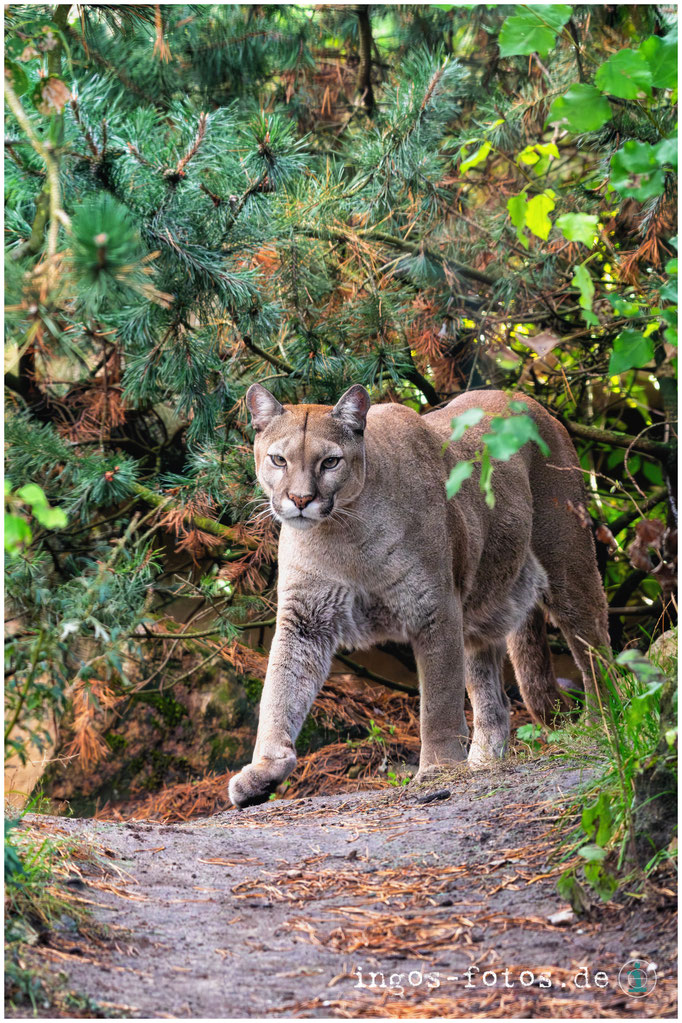 Puma, Zoo am Meer, Bremerhaven