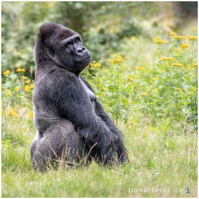 Ein Königreich für seine Gedanken - Flachland-Gorilla "Jambo", Apenheul