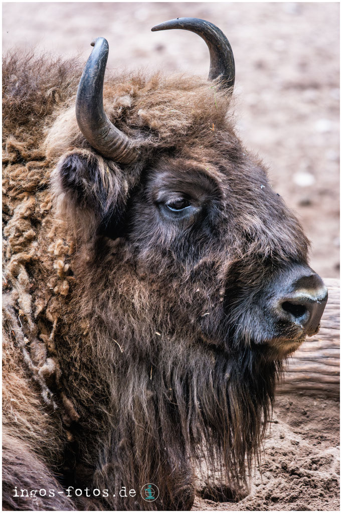 Wisent, Tierpark Nürnberg