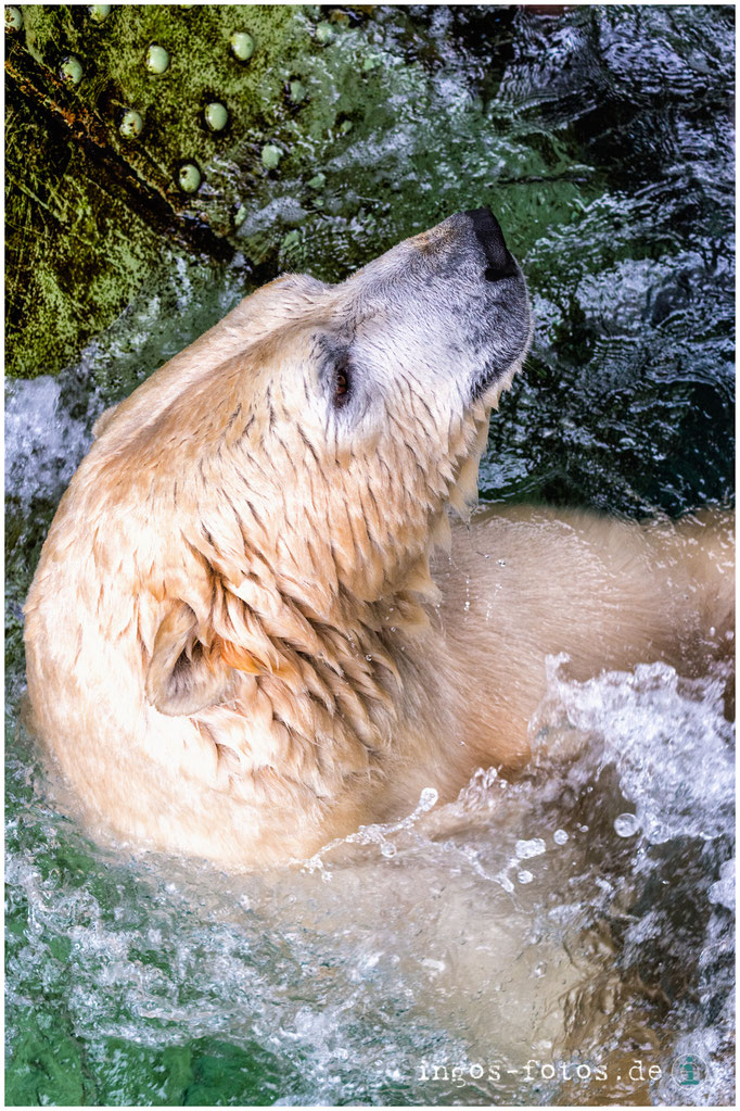 Eisbär, Erlebnis-Zoo Hannover