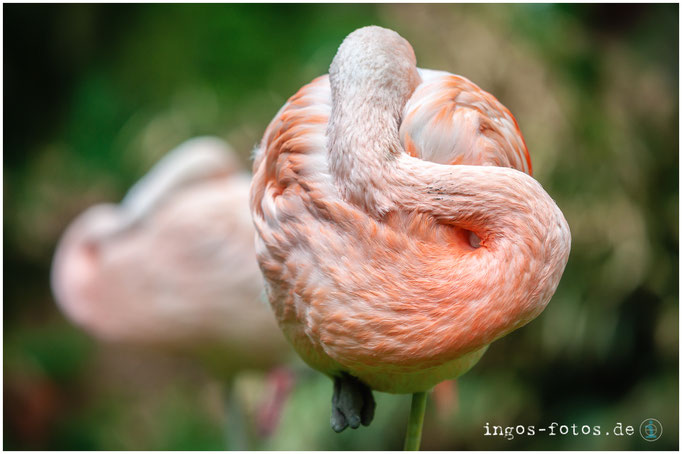 Flamingo, Zoo Frankfurt
