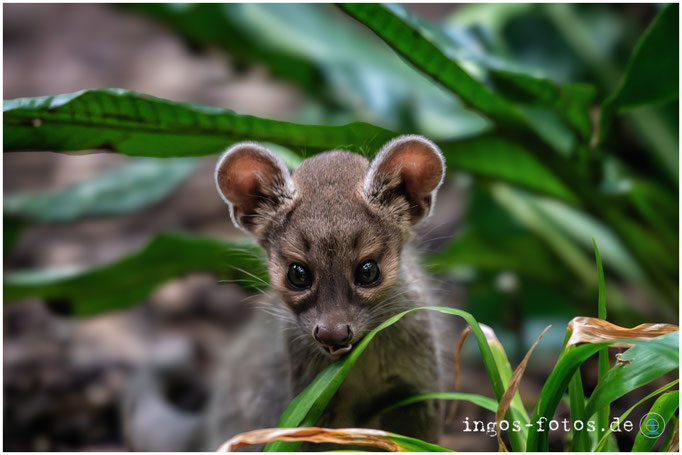 Fossa, Zoo Frankfurt